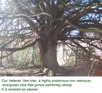 Our Ancient Yew